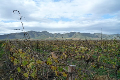 Robertson wine area
