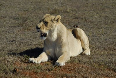 Lion