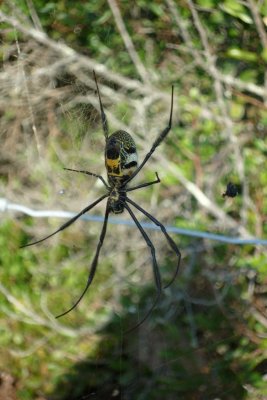 Golden orb spider