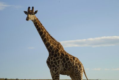 Giraffe