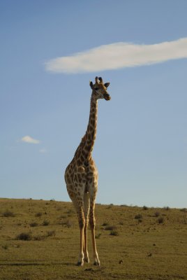 Giraffe