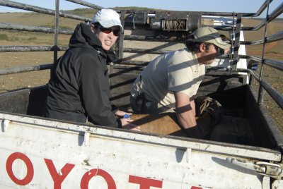 Transporting a darted impala