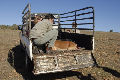 Transporting a darted impala