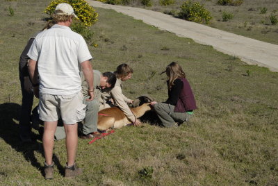 Releasing an impala into a new area of the reserve