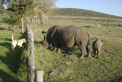 Rhino vs Labrador