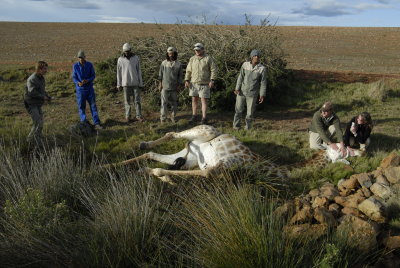 Darting a giraffe to remove wire around its leg