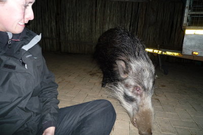 Liz & 'Miss Pig' the Bush Pig
