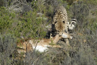 Madala with a VERY fresh kill