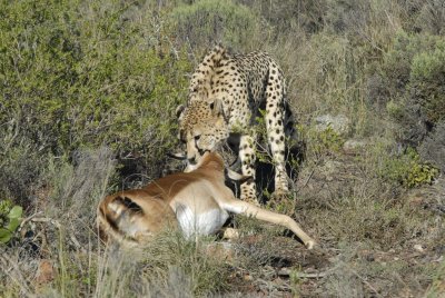 Madal with a VERY fresh kill