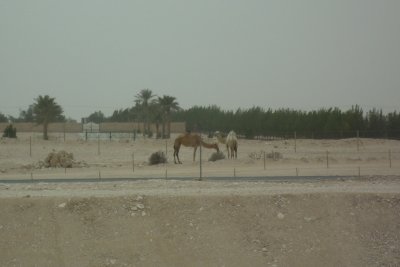 Camels beside the road