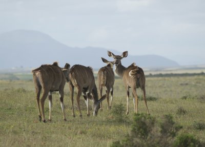 Garden Route game Lodge