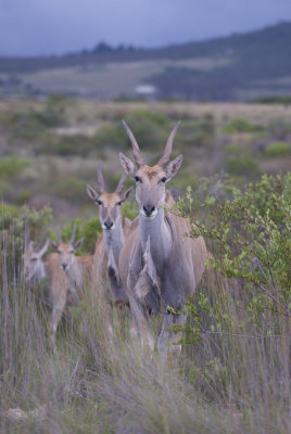 Garden Route game Lodge