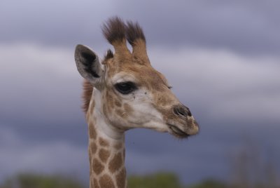 Garden Route game Lodge