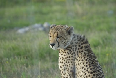 Garden Route game Lodge