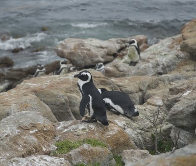 Betty's Bay