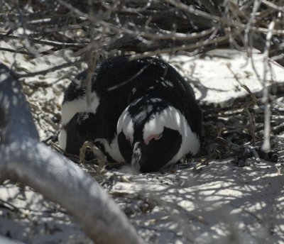 Boulders Beach