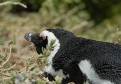 Boulders Beach