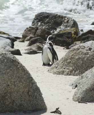Boulders Beach