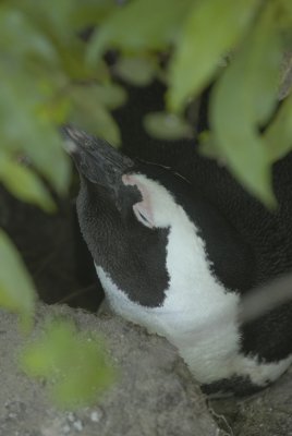 Boulders Beach