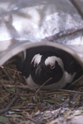 Boulders Beach