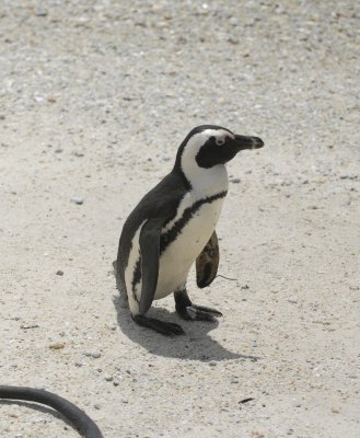 Boulders Beach