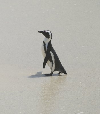 Boulders Beach
