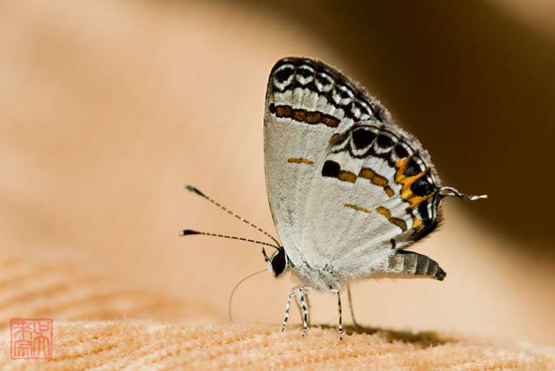 Tongeia potanini glycon (Dark Cupid)