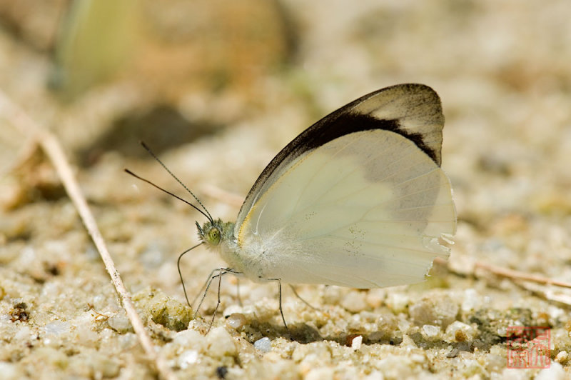 Appias indra plana 