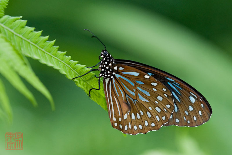 Tirumala septentrionis septentrionis (The Dark Blue Tiger)