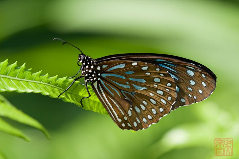 Tirumala septentrionis septentrionis