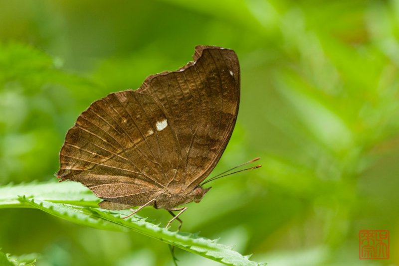Junonia iphita horsfieldi(Chocolate Soldier)