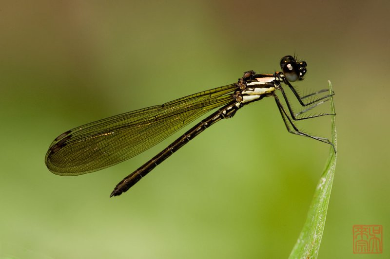 Heliocypha biforata (immatured male)