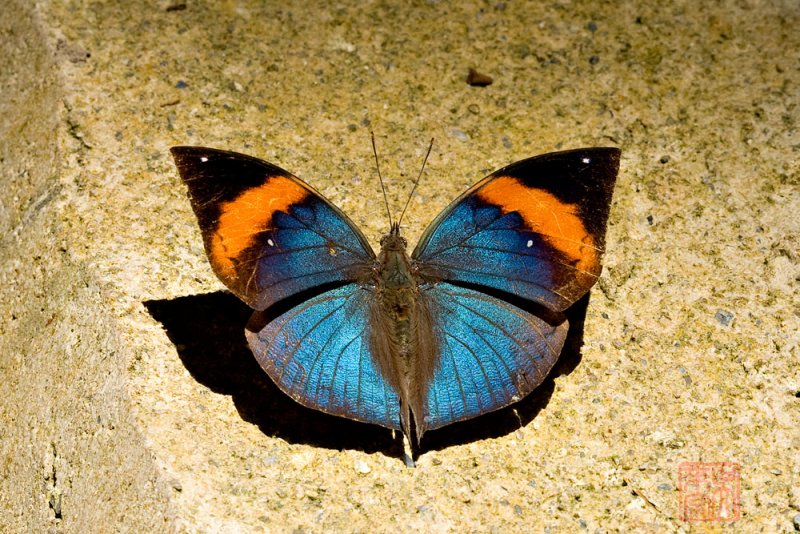 Kallima limborgii amplirufa (The Leaf butterfly)