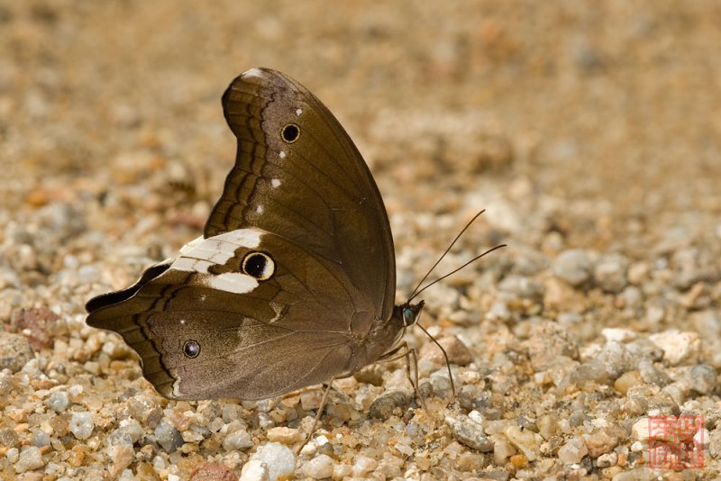 Neorina lowii neophyta(Malayan Owl)