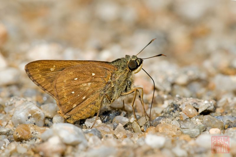 Pithauria marsena