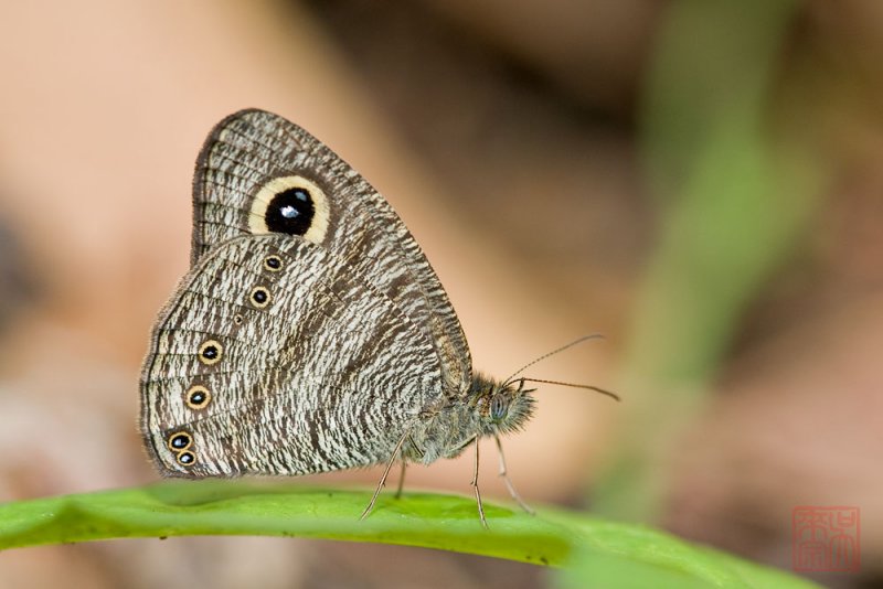 Ypthima fasciata torone (Malayan Six Ring)