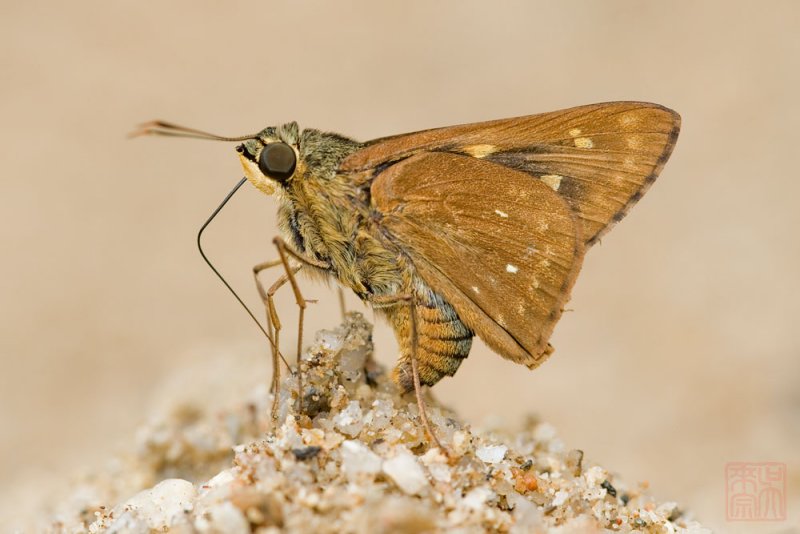 Pithauria marsena