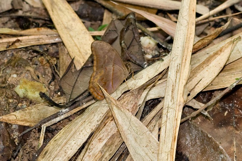 Lethe minerva minerva (male)