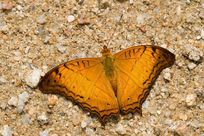 Vindula dejone erotella (The Cruiser)