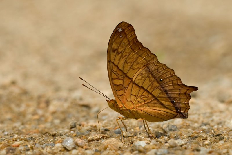 Vindula dejone erotella (The Cruiser)