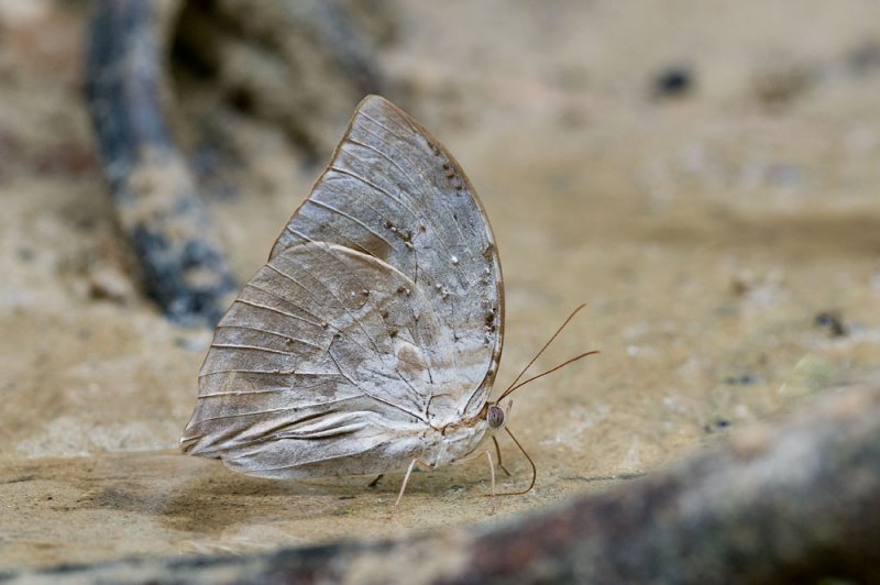 Zeuxidia aurelius aurelius (The Great Saturn)