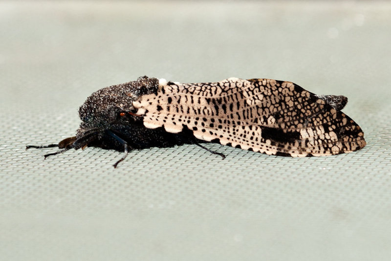 Xyleutes strix