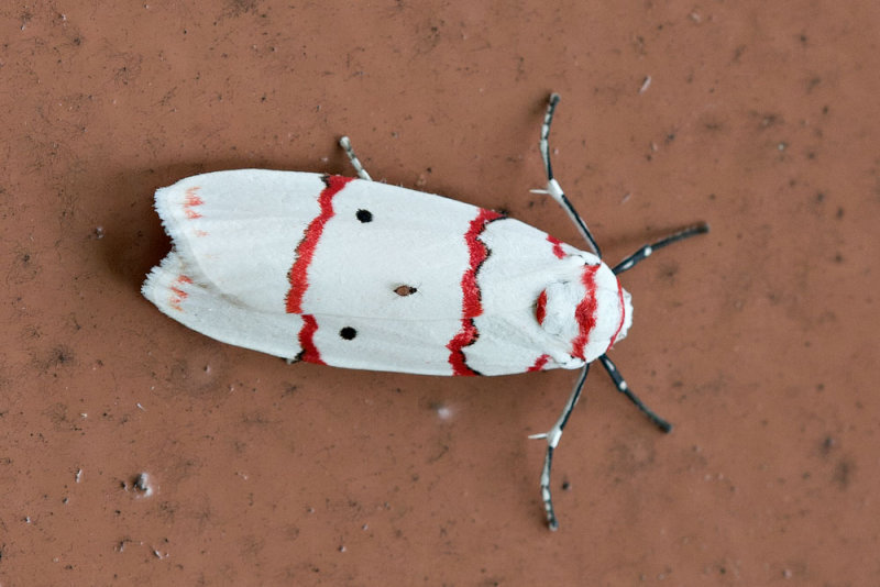 Cyana perornata