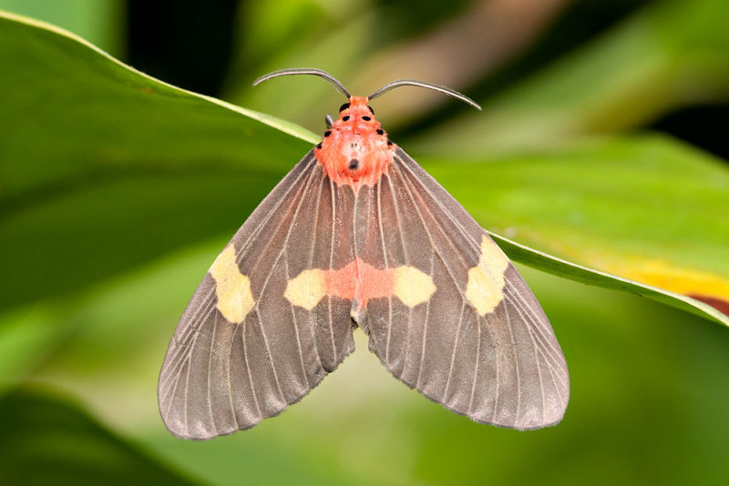 Tinoliodes dehanna (Arctiidae)