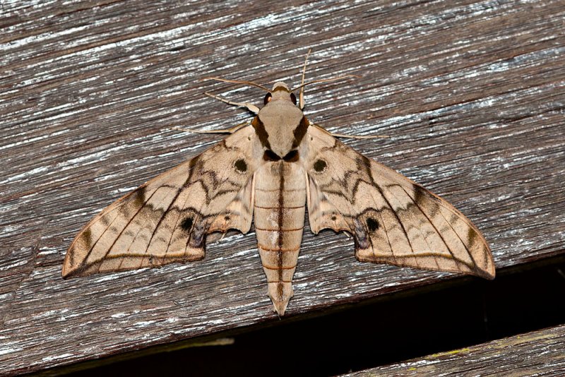 Ambulyx substrigilis f. cana