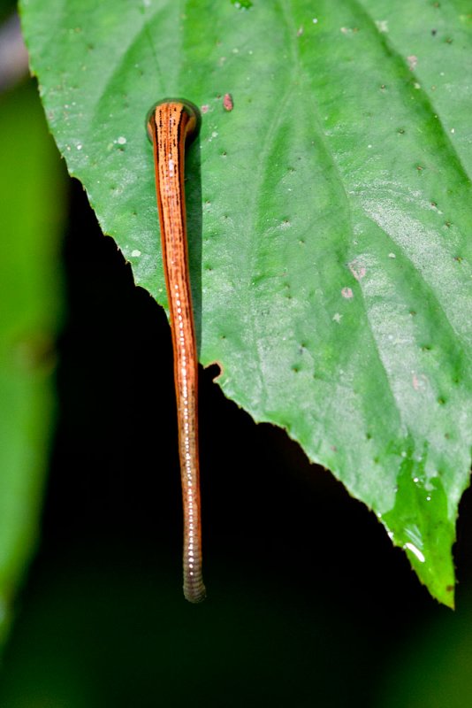 Tiger leech