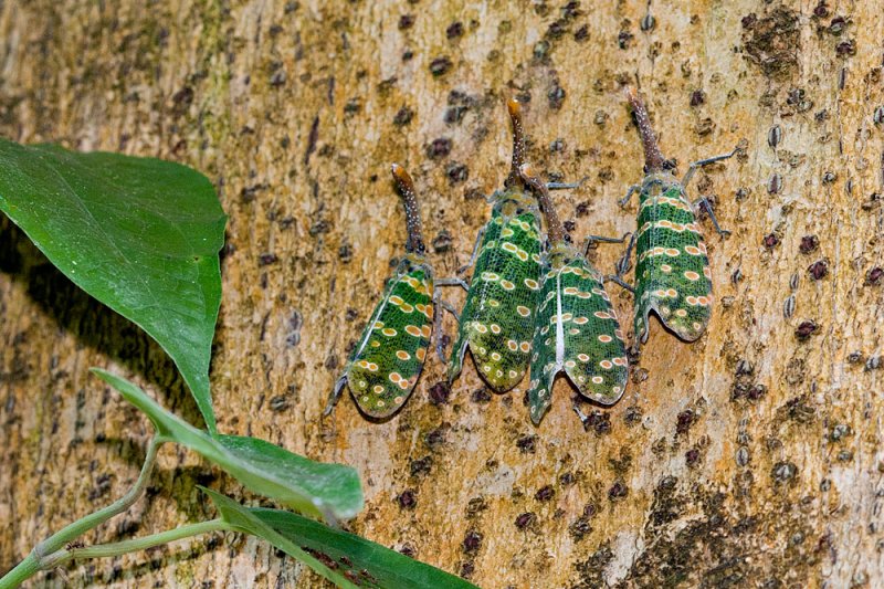 Pyrops candelarius