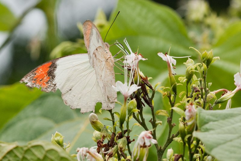 Hebomoia glaucippe borneensis