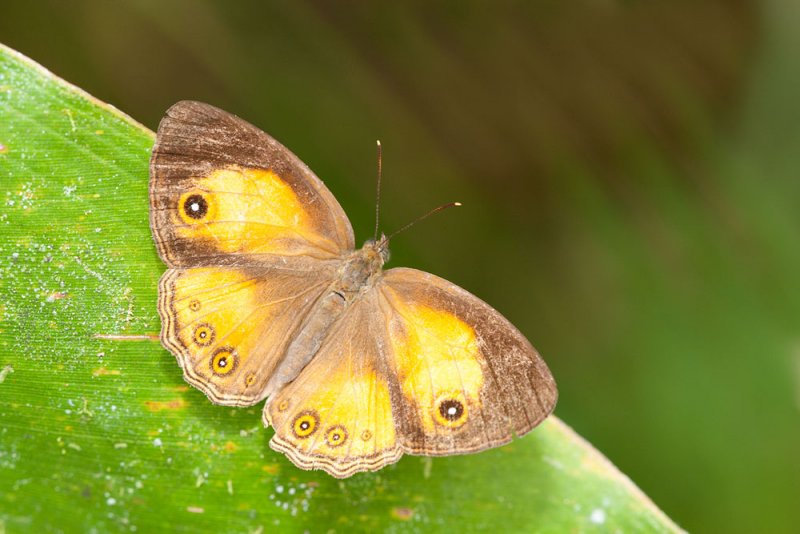 Mycalesis anapita fucienta