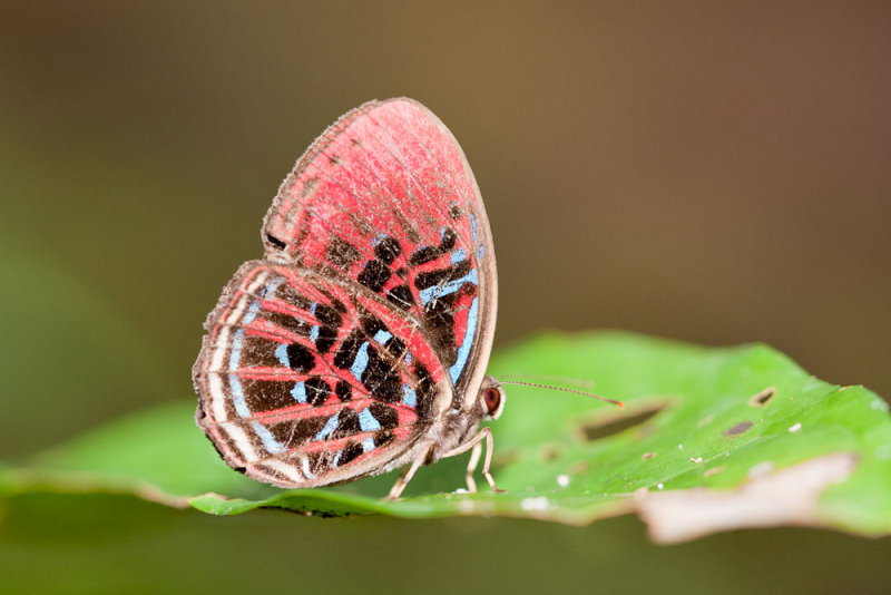 Paralaxita orphna orphne